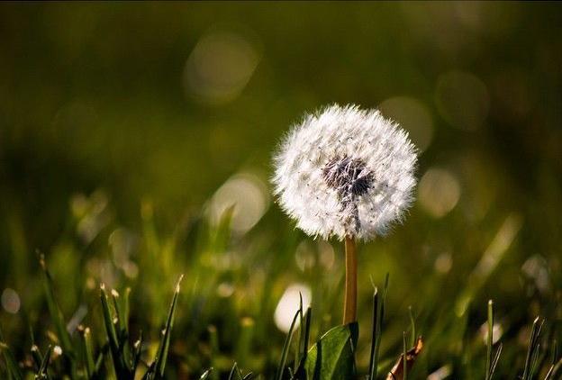 Instagram Photo Contest: "Spring in Napa Valley"